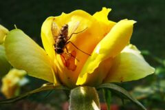 04-14 - aber, aber so ein Fressack 